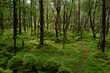 Lush, green forest after summer rain.