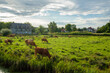 Peaceful countryside: grazing cattle on vast grassland, surrounded by meadows