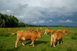 Peaceful countryside: grazing cattle on vast grassland, surrounded by meadows