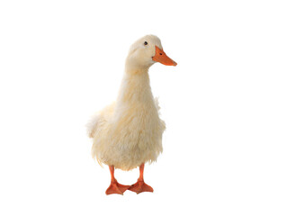 Poster - duck isolated on white background