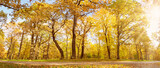 Fototapeta Natura - View on the old high trees in autumnal natural park.