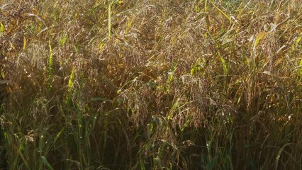 Wall Mural - Sudan grass with ripening seeds on field at sunny morning