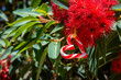 An Aussie Christmas with a heart shaped with candy cane, amongst an Australian gum tree in bloom - Horizontal, summer, eucalyptus 