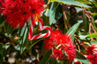 An Aussie Christmas with a heart shaped with candy cane, amongst an Australian gum tree in bloom - Horizontal, summer, eucalyptus 
