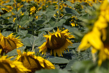 Wall Mural - agricultural field with sunflowers in the summer