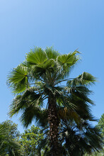 Palms Of Washingtonia Filifera, Commonly Known As California Fan Palm, In Landscape Park In Sochi. Beautiful Palm Tree With Luxurious Leaves Grows Among Deciduous Trees. Nature Concept For Design.