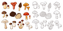 Edible Mushrooms Collection In Line Art And Cartoon Style. Hand Drawn Food Drawings. Forest Plants Sketches. Perfect For Recipe, Menu, Label, Icon, Packaging. Vector Illustration Isolated On A White