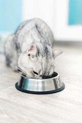 Wall Mural - Beautiful grey british feline cat eating on a metal bowl. Cute domestic animal..