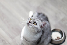 Beautiful Little Grey Tabby Kitten Sitting By A Bowl Of Milk, Food, Meat Placed On The Living Room Floor. Advertising Concept.