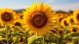 Fototapeta Do pokoju - sunflower field in summer
