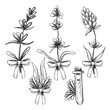 Hand drawn black pencil lavender flowers isolated on white background. Can be used for post card, label, ornament.