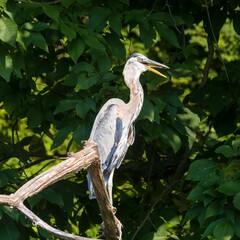 Wall Mural - Great blue heron on a branch