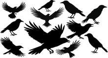 Set Of Black Isolated Silhouettes Of Crows. Collection Of Different Birds Position