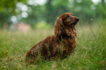 Wall Mural - Longhaired dachshund sitting in a meadow