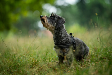 Wall Mural - Rough haired dachshund sitting in a meadow