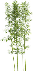 Wall Mural - Side view of bamboo plant