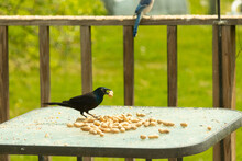 This Pretty Grackle Bird Came To The Glass Table For Some Peanuts. I Love This Bird's Shiny Feathers With Blue And Purple Sometimes Seen In The Plumage. The Menacing Yellow Eyes Seem To Glow.