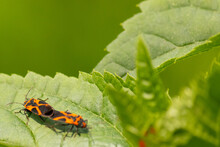 These Insects Are Called False Milkweed Bugs. They Are A Type Of Seed Bugs. The Red And Black Color On The Exoskeleton Really Stands Out Against The Leaf. These Seem To Be Engaged In A Mating Ritual.