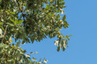 Cerus oak, Quercus cerris, in the forest park in Moravia