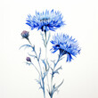 Blue watercolour cornflower knapweed centaurea spring flower illustration on white background. Floral blooming concept