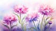 Purple watercolour cornflower knapweed centaurea summer flower illustration. Floral blooming painting