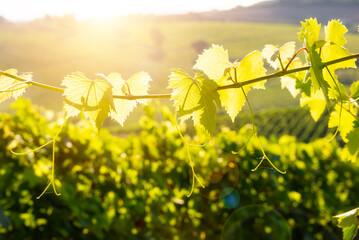 Countryside landscape with vineyard on hill lit by sun