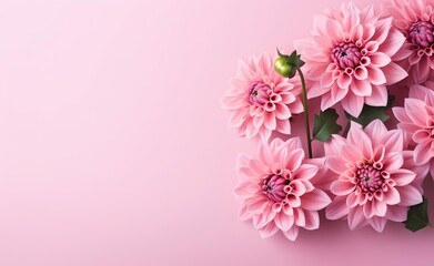 Wall Mural - A bouquet of pink dahlia flowers on pink background top view in flat lay style.