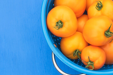 Wall Mural - Carolina gold tomatoes in a blue colander on a blue background