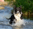Pies rasy Border Colli pływający w wodzie