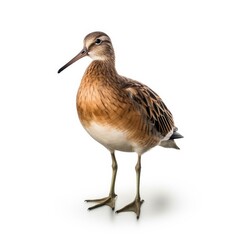 Wall Mural - Long-billed dowitcher bird isolated on white background.