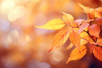 Wall Mural - forest with colorful autumn leaves