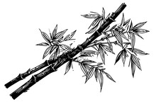 Hand Drawn Ink Sketch Of Bamboo Leaves And Branches. Vector Illustration.