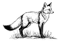 Fox Hand Drawn Ink Sketch. Engraving Vintage Style Vector Illustration.