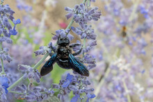 Xylocopa Violacea, Violet Carpenter Bee With Pollen On A Purple Flower
