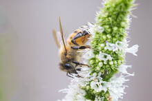 Western Honey Bee Or European Honey Bee (Apis Mellifera) 