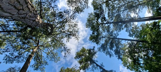 trees and sky