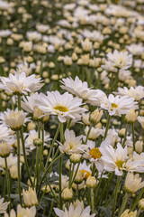 Flores com folhas brancas na cidade de Holambra, Estado de São Paulo, Brasil