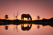 Horse Silhouette In The Countryside And Beautiful Sunset Background