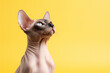 Sphynx cat looking up on yellow background