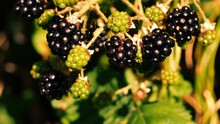Wild Blackberries Ripening On Bush Close Up