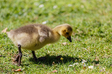 Wall Mural - Young canadian goose on grass field