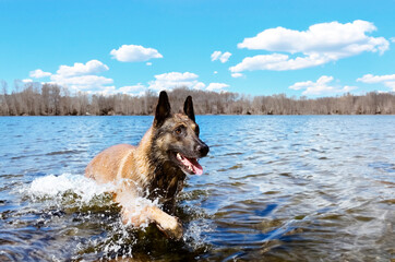 Wall Mural - malinois in the river