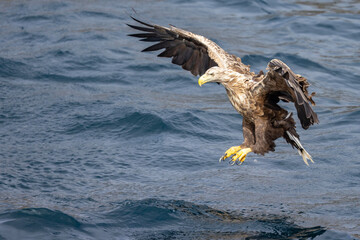 Wall Mural - The sea eagle is Northern Europe's largest nesting bird of prey and the fourth largest of the world's eagles,Nordland county,Norway