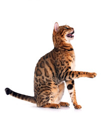 Sticker - bengal cat in studio