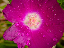 Callirohe Or Poppy Mallow Flower In The Rain