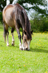 Wall Mural - Beautiful young healthy pony horse grazes happily in field in rural Shropshire UK.