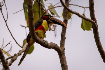 Canvas Print - bird on a tree