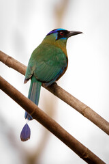 Canvas Print - lilac breasted roller