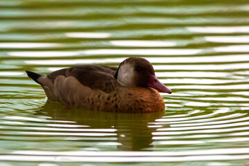 Canvas Print - duck on the water