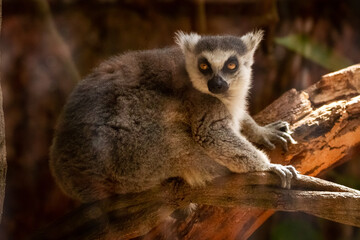 Canvas Print - lemur on tree